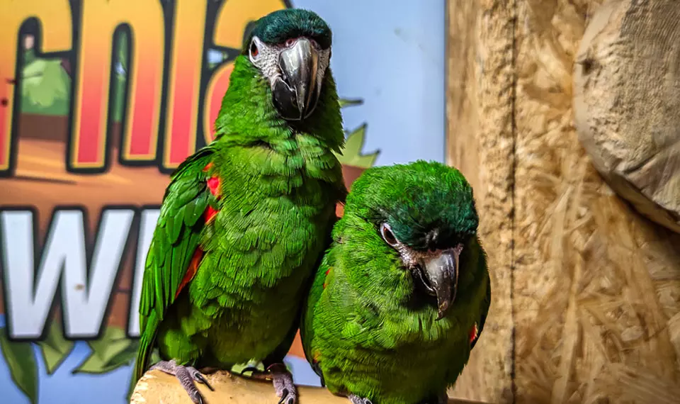 Papugarnia Krupówki